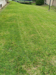 Photo de galerie - Tonte de pelouse - Débroussaillage