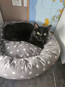 Photo de galerie - Voici Telma la petite timide qui s'est vite dégourdie, elle a trouvé son petit coin. Son copain du moment c'est Marley.