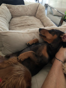 Photo de galerie - Des chiens ? hyper relax en garde !