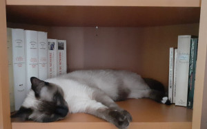 Photo de galerie - Garde chat