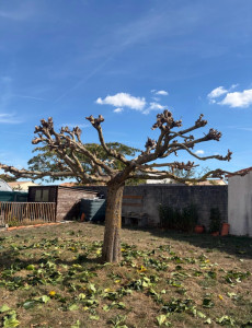 Photo de galerie - Elagage, d’un mûrier platane après