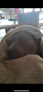 Photo de galerie - Uzi, bully