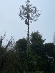 Photo de galerie - Abattage d’un sapin par démontage 