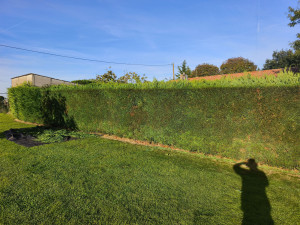 Photo de galerie - Taille de haie de thuya 