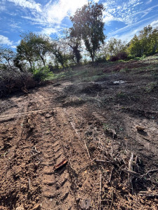 Photo de galerie - Abattage d’arbres puis retrait de souches à l’aide d’une pelle 5 tonnes 