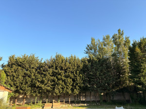 Photo de galerie - élégage cyprès de Provence 18m 