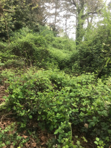 Photo de galerie - Tonte de pelouse - Débroussaillage