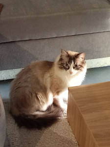 Photo de galerie - Garde chat