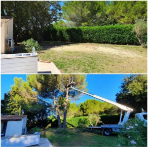 Photo de galerie - Elagage et coupe d'arbres