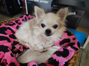 Photo de galerie - Garde chien