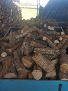Photo de galerie - Elagage et coupe d'arbres