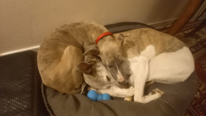 Photo de galerie - Garde de 2 whippet