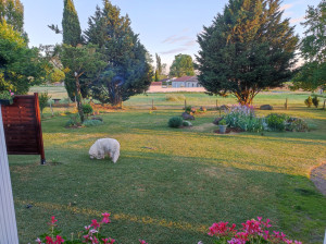 Photo de galerie - Tonte de pelouse - Débroussaillage
