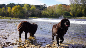 Photo de galerie - Garde chien