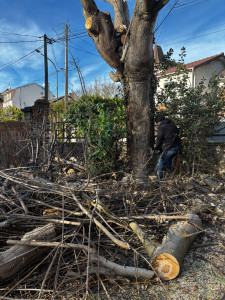 Photo de galerie - Abattage d’arbre (avant)