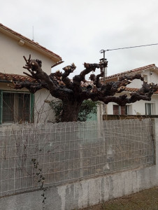 Photo de galerie - Elagage et coupe d'arbres