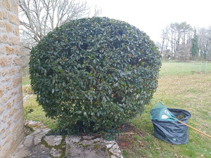 Photo de galerie - Taille de haies et d'arbustes