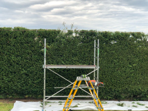 Photo de galerie - Rabatage d’une haie de plus de 3m50 à 2m50