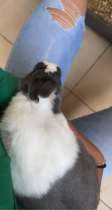 Photo de galerie - Et voici un lapin que j’ai garder à mon domicile 
