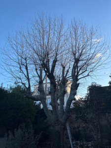 Photo de galerie - Elaguage platane avant 