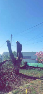 Photo de galerie - élagage et coupe arbre