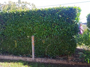 Photo de galerie - Taille de haies et d'arbustes