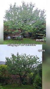 Photo de galerie - élagage de cerisier dans le centre ville de Nantes