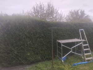 Photo de galerie - Taille de haie de tuya a 2 mètre de hauteur 