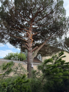 Photo de galerie - Elagage et coupe d'arbres