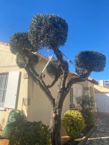 Photo de galerie - Elagage et coupe d'arbres