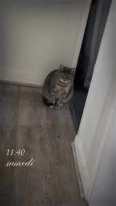 Photo de galerie - Garde animaux