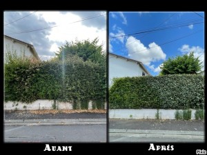 Photo de galerie - Taille de haie 