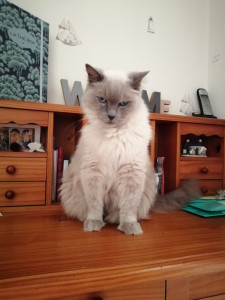 Photo de galerie - Garde chat