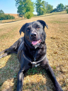 Photo de galerie - Ballade et câlin assuré ☺️