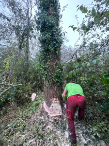 Photo de galerie - Elagage et coupe d'arbres