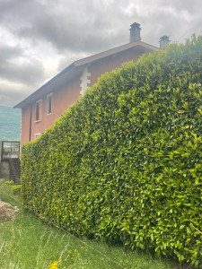 Photo de galerie - Taille de haies et d'arbustes