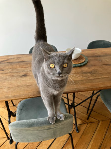 Photo de galerie - Paupiette