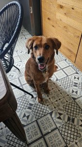 Photo de galerie - Garde chien