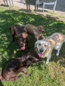 Photo de galerie - Jazz, Nuts, Axo et Tina