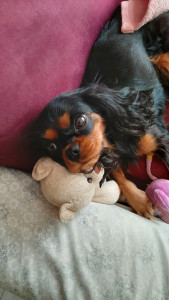 Photo de galerie - Tanie sur le  canapé