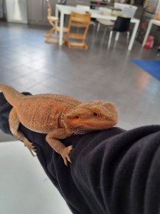Photo de galerie - Garde animaux