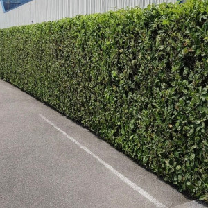 Photo de galerie - Jardin / Espace vert