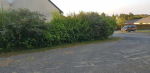 Photo de galerie - Taille de haie avant/ après 