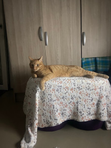 Photo de galerie - Garde chat a mon. domicile , Serge semble être très à l’aise chez moi :) 