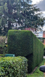 Photo de galerie - Cyprès 