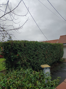 Photo de galerie - Taille de haies et d'arbustes