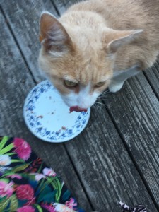Photo de galerie - Garde chat à son domicile 
