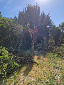 Photo de galerie - Elagage et coupe d'arbres