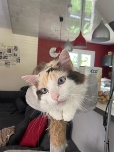 Photo de galerie - Dali, mon chat