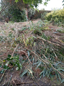 Photo de galerie - Une grande quantité de déchets verts a été évacuée le terrain est enfin libéré et propre.

